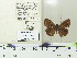  ( - JRAL-COI-67)  @11 [ ] CreativeCommons  Attribution Non-Commercial (by-nc) (2021) Unspecified Coleção Entomológica Pe. Jesus de Santiago Moure, Universidade Federal do Paraná