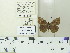  ( - JRAL-COI-67)  @11 [ ] CreativeCommons  Attribution Non-Commercial (by-nc) (2021) Unspecified Coleção Entomológica Pe. Jesus de Santiago Moure, Universidade Federal do Paraná