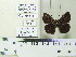  ( - JRAL-COI-68)  @11 [ ] CreativeCommons  Attribution Non-Commercial (by-nc) (2021) Unspecified Coleção Entomológica Pe. Jesus de Santiago Moure, Universidade Federal do Paraná