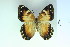  ( - BC-CGCM-8.908)  @12 [ ] Copyright (2010) Unspecified Research Collection of Carlos Mielke