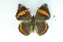  (Opsiphanes nr. cassina - BC-CGCM-9.266)  @14 [ ] Copyright (2010) Unspecified Research Collection of Carlos Mielke