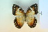  ( - BC-CGCM-9.339)  @12 [ ] Copyright (2010) Unspecified Research Collection of Carlos Mielke