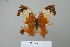  (Zaretis itys itylus - BC-DZ-15.505)  @11 [ ] Copyright (2010) Unspecified Universidade Federal do Parana