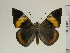  (Brassolis sophorae - BC-DZ-9.863)  @14 [ ] Copyright (2010) Unspecified Universidade Federal do Parana