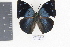  ( - DZ9405)  @12 [ ] CreativeCommons - Attribution Non-Commercial Share-Alike (2010) Fernando M. S. Dias UFPR