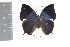  (Memphis philumena corita - DZ19938)  @11 [ ] CreativeCommons - Attribution Non-Commercial Share-Alike (2010) Fernando M. S. Dias UFPR