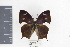  ( - DZ19560)  @11 [ ] CreativeCommons - Attribution Non-Commercial Share-Alike (2010) Fernando M. S. Dias UFPR