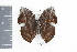  ( - OM69365)  @12 [ ] CreativeCommons - Attribution Non-Commercial Share-Alike (2010) Fernando M. S. Dias UFPR