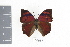  ( - OM69337)  @12 [ ] CreativeCommons - Attribution Non-Commercial Share-Alike (2010) Fernando M. S. Dias UFPR
