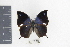  ( - DZ19760)  @11 [ ] CreativeCommons - Attribution Non-Commercial Share-Alike (2010) Fernando M. S. Dias UFPR