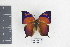  ( - DZ9431)  @13 [ ] CreativeCommons - Attribution Non-Commercial Share-Alike (2010) Fernando M. S. Dias UFPR