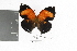  (Siderone galanthis galanthis - DZ19884)  @12 [ ] CreativeCommons - Attribution Non-Commercial Share-Alike (2010) Fernando M. S. Dias Universidade Federal do Parana