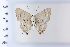  (Strymon giffordi - DRD1921)  @11 [ ] c  Diego Dolibaina Universidade Federal do Parana