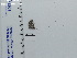  (Zabuella paucipuncta - DRD844)  @11 [ ] c (2024) Diego Dolibaina UFPR