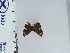  (Stichelia catarinensis - DZ23.735)  @11 [ ] c (2024) Diego Dolibaina UFPR