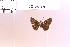  (Mnasitheus nitra - DZ28.368)  @11 [ ] c (2025) Adalberto Dantas de Medeiros UFPR