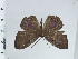  (Eurybia molochina - DZ43.600)  @11 [ ] c (2024) Diego Dolibaina UFPR