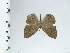  (Eurybia tephrias - DZ44.138)  @11 [ ] c (2024) Diego Dolibaina UFPR