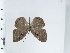 (Eurybia caerulescens - DZ48.205)  @11 [ ] c (2024) Diego Dolibaina UFPR