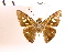  (Calpodes sp. 6 - DZ62.966)  @11 [ ] c (2025) Adalberto Dantas de Medeiros UFPR