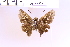  (Calpodes s5 - DZ62.979)  @11 [ ] c (2025) Adalberto Dantas de Medeiros UFPR