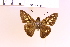  (Calpodes sp. 3 - DZ63.155)  @11 [ ] c (2025) Adalberto Dantas de Medeiros UFPR