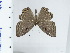  ( - DZ64.567)  @11 [ ] c (2024) Diego Dolibaina UFPR