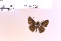  (Mnasitheus sp. 1 - DZ64.752)  @11 [ ] c (2025) Adalberto Dantas de Medeiros UFPR