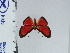  (Pterographium - DZ66.957)  @11 [ ] c (2024) Diego Dolibaina UFPR