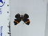  (Stichelia bocchoris - DZ66.985)  @11 [ ] c (2024) Diego Dolibaina UFPR