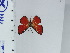  (Argyrogrammana caesarion - DZ67.000)  @11 [ ] c (2024) Diego Dolibaina UFPR