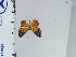  (Argyrogrammana phyton - DZ67.004)  @11 [ ] c (2024) Diego Dolibaina UFPR
