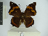  (Opsiphanes sallei - OM 34.923)  @11 [ ] CreativeCommons - Attribution Non-Commercial Share-Alike (2019) Mônica Piovesan Universidade Federal do Paraná