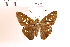  (Calpodes sp. 5 - OM85.893)  @11 [ ] c (2025) Adalberto Dantas de Medeiros UFPR