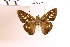  (Calpodes sp. 2 - OM88.466)  @11 [ ] c (2025) Adalberto Dantas de Medeiros UFPR