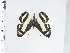  ( - OM93.886)  @11 [ ] c (2024) Diego Dolibaina UFPR