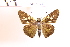 (Calpodes mamurra - OM93.944)  @11 [ ] c (2025) Adalberto Dantas de Medeiros UFPR
