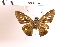  (Calpodes sp. 11 - OM95.388)  @11 [ ] c (2025) Adalberto Dantas de Medeiros UFPR