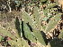  (Opuntia elata - CM-744A)  @11 [ ] Copyright (2019) Hight FuEDEI