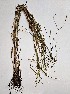  (Paspalum wrightii - CHAC-NAT-118)  @11 [ ] Copyright (2019) Garcia CECOAL