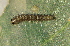  ( - CAMCAT0514)  @11 [ ] by-nc-sa (2021) C Redmond Czech Academy of Sciences, Biology Center