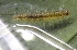  ( - CAMCAT0464)  @11 [ ] by-nc-sa (2021) C Redmond Czech Academy of Sciences, Biology Center