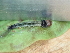  ( - CAMCAT0541)  @11 [ ] by-nc-sa (2021) C Redmond Czech Academy of Sciences, Biology Center