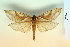  (Trichophassus - BC-CGCM-15.768)  @14 [ ] Copyright (2010) Unspecified Research Collection of Carlos Mielke