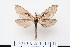  (Lamelliformia - BC-CGCM-18.781)  @14 [ ] Copyright (2010) Unspecified Research Collection of Carlos Mielke