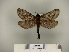  (Lamelliformia - BC-CGCM 22.668)  @14 [ ] Copyright (2010) Unspecified Research Collection of Carlos Mielke