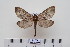  ( - BC-CGCM-22.682)  @13 [ ] Copyright (2010) Unspecified Research Collection of Carlos Mielke