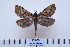  ( - BC-CGCM-22.883)  @13 [ ] Copyright (2010) Unspecified Research Collection of Carlos Mielke