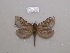  (Vietteogorgopis - BC-CGCM 30247)  @14 [ ] Unspecified (default): All Rights Reserved  Unspecified Unspecified