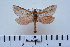  (Paragorgopsis - BC-CGCM-5.728)  @14 [ ] Copyright (2010) Unspecified Research Collection of Carlos Mielke